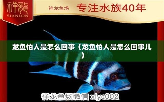 龍魚害怕人靠近它嗎：龍魚害怕人的天性如何改變龍魚混養(yǎng)需要注意哪些問題