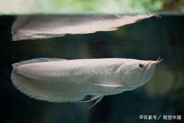 龍魚害怕人靠近它嗎：龍魚害怕人的天性如何改變龍魚混養(yǎng)需要注意哪些問題