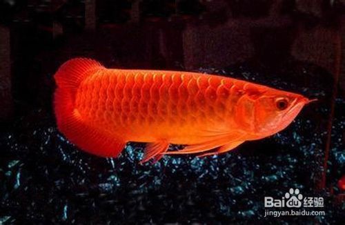 金龍魚跟紅龍魚哪個好養一點（金龍魚和紅龍魚哪個好養）