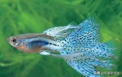 龍魚與孔雀魚混養的可能性（龍魚和孔雀魚可以混養嗎？）