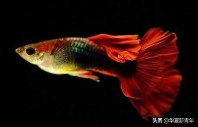 龍魚與孔雀魚混養的可能性（龍魚和孔雀魚可以混養嗎？）
