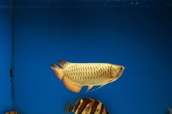 龍魚的飼養(yǎng)方法和注意事項有哪些：如何判斷龍魚健康狀況，龍魚常見疾病預(yù)防方法