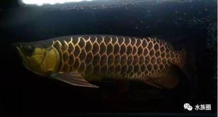 龍魚怎么養出狀態快一點的水：養龍魚之前要確保水質的優良，且應注意除去水中氯或氟