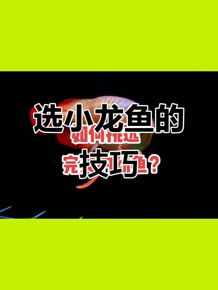 如何挑選健康的龍魚苗？