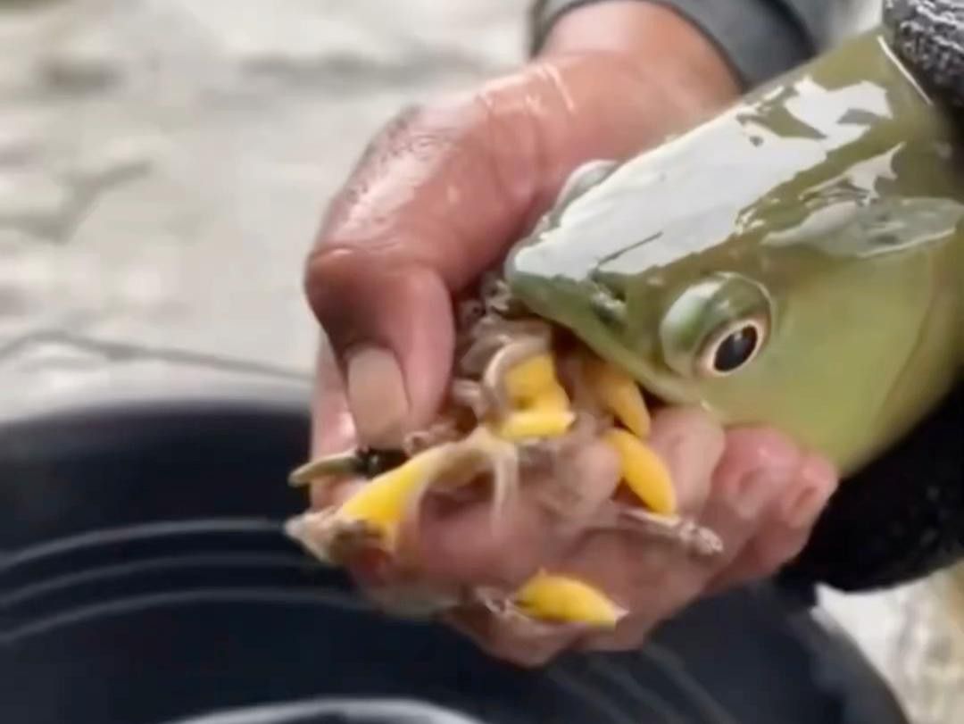 如何挑選健康的龍魚苗？