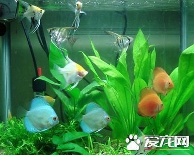 招財貓魚繁殖期飼料品牌推薦：招財貓魚繁殖期營養需求，自制招財貓魚飼料添加劑
