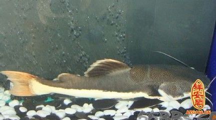 招財貓魚繁殖期飼料品牌推薦：招財貓魚繁殖期營養需求，自制招財貓魚飼料添加劑
