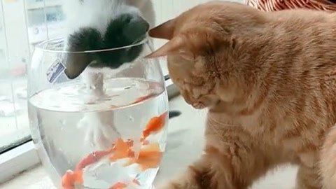 招財貓魚繁殖期飼料品牌推薦：招財貓魚繁殖期營養需求，自制招財貓魚飼料添加劑