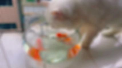 招財貓魚繁殖期飼料品牌推薦：招財貓魚繁殖期營養需求，自制招財貓魚飼料添加劑