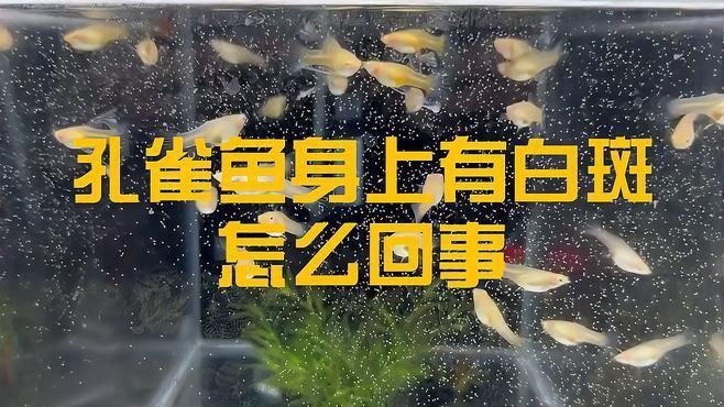 如何選擇適合共養的魚種？