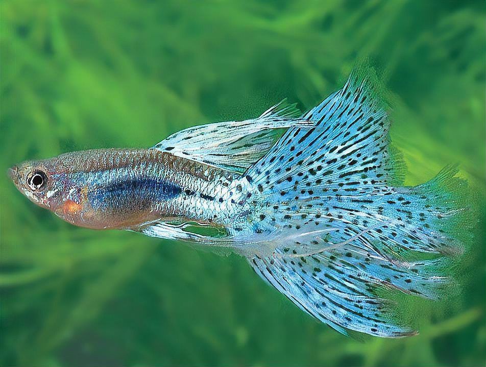 如何選擇適合共養的魚種？