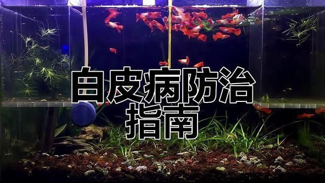 如何選擇適合共養的魚種？