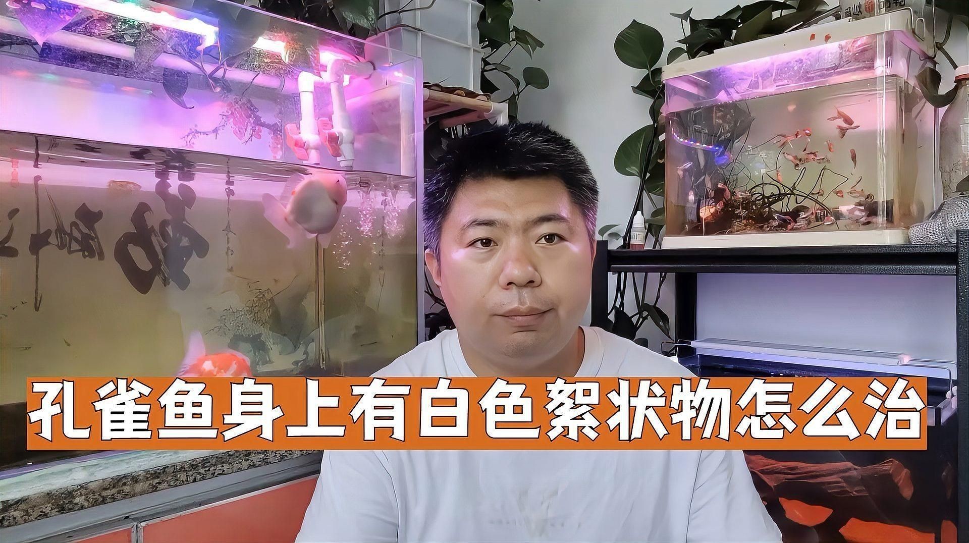 如何選擇適合共養的魚種？