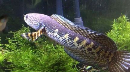 最好看的雷龍魚：最好看的雷龍魚品種