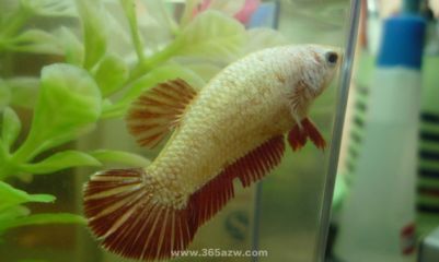 紅龍魚一般養幾條合適（養紅龍魚的最佳數量應該是單養或飼養3條紅龍魚）
