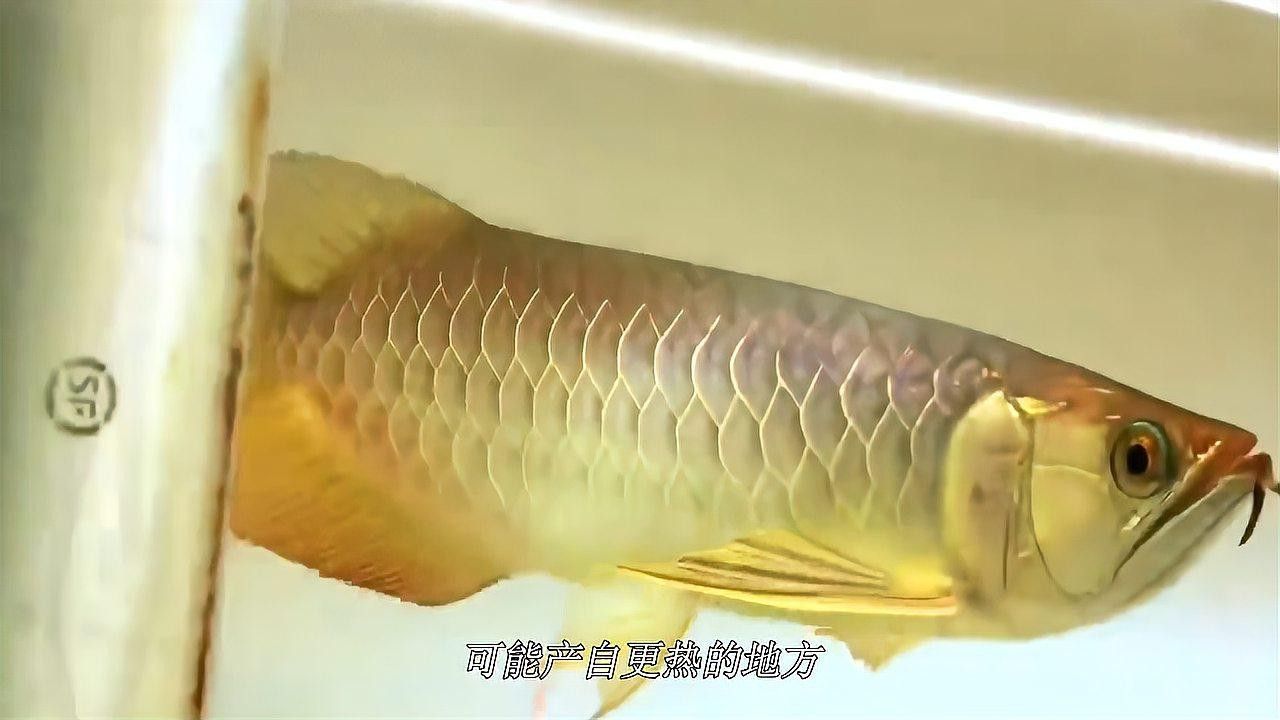 布奇美拉藍(lán)底過(guò)背金龍的最佳繁殖條件是什么？