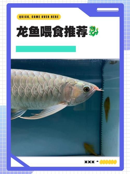 龍魚平時(shí)喂養(yǎng)什么食物比較好