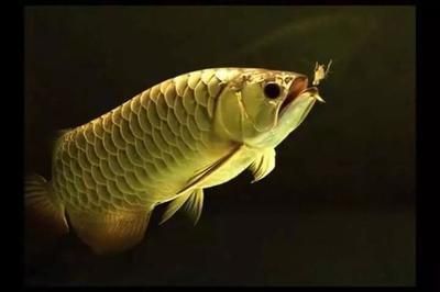 龍魚身形不直怎樣調整：龍魚營養均衡飲食指南,