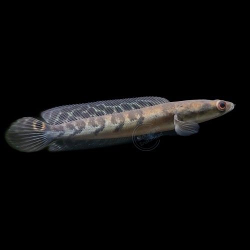 紅帝王魔神雷龍魚怎么樣啊