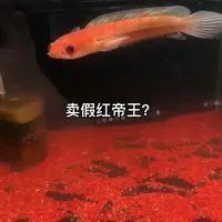 紅帝王魔神雷龍魚怎么樣啊