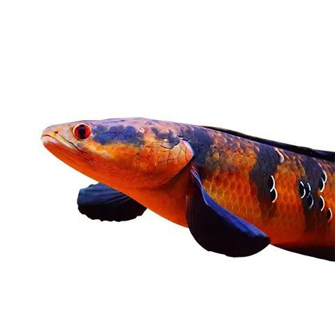 紅帝王魔神雷龍魚怎么樣啊