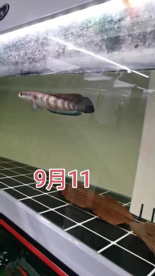 紅帝王魔神雷龍魚怎么樣啊