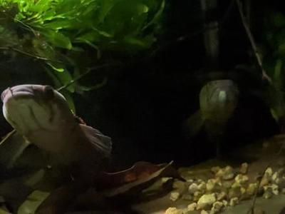 雷龍魚卵白色絮狀物（如何快速檢測雷龍魚卵健康）