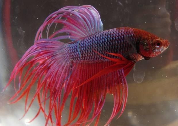 龍魚龍魚養幾條旺財，金龍魚風水擺放位置如何提升龍魚觀賞價值觀賞價值