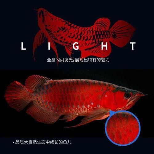 赤血紅龍魚幼苗圖片大全大圖