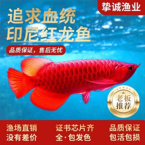 赤血紅龍魚幼苗圖片大全大圖