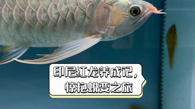 赤血紅龍魚幼苗圖片大全大圖