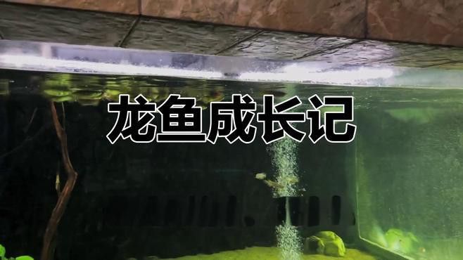 赤血紅龍魚幼苗圖片大全大圖
