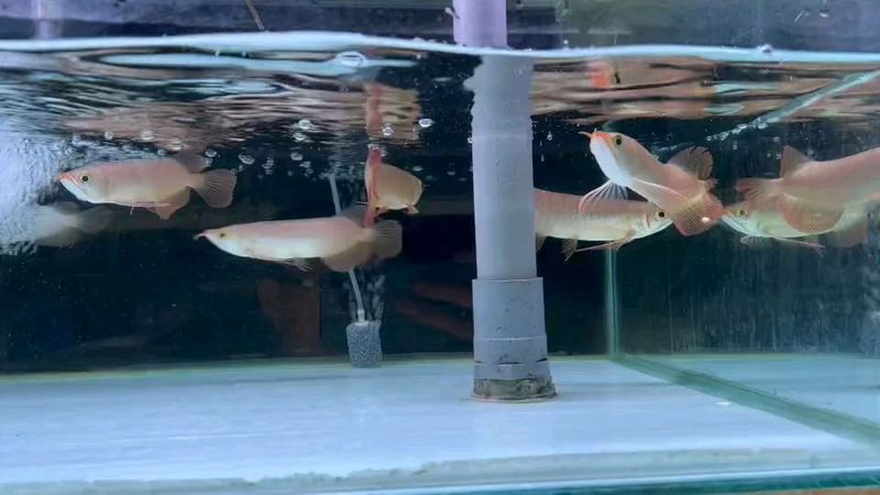 赤血紅龍魚幼苗圖片大全大圖