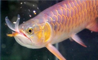 金龍魚寵物魚能吃嗎：關于金龍魚寵物魚是否能吃，金龍魚寵物魚可以吃嗎