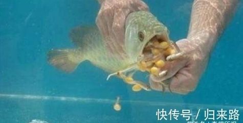金龍魚寵物魚能吃嗎：關于金龍魚寵物魚是否能吃，金龍魚寵物魚可以吃嗎