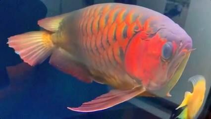 金龍魚寵物魚能吃嗎：關于金龍魚寵物魚是否能吃，金龍魚寵物魚可以吃嗎