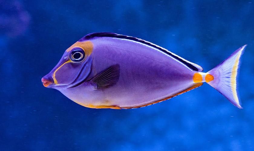 虎魚比龍魚大能混養嗎圖片 虎魚比龍魚大能混養嗎圖片 龍魚百科 第10張