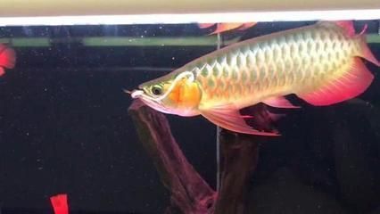 龍魚什么品種最便宜又好養的魚，初學者選擇一種既便宜又好養的龍魚品種可能是一個挑戰