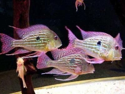 龍魚什么品種最便宜又好養的魚，初學者選擇一種既便宜又好養的龍魚品種可能是一個挑戰