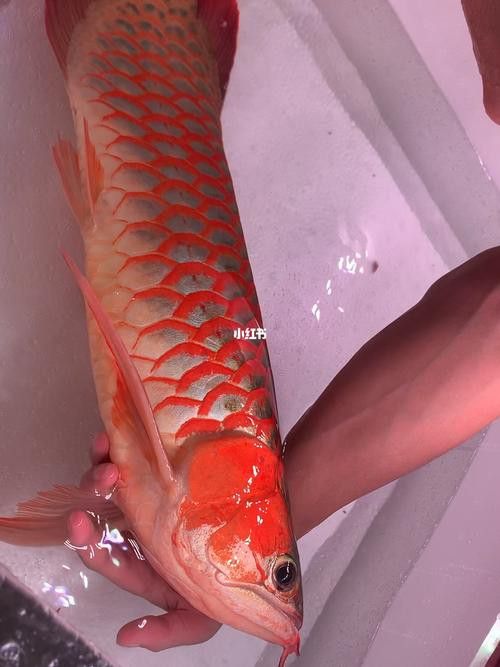 哪里可以找到高清紅龍魚壁紙？
