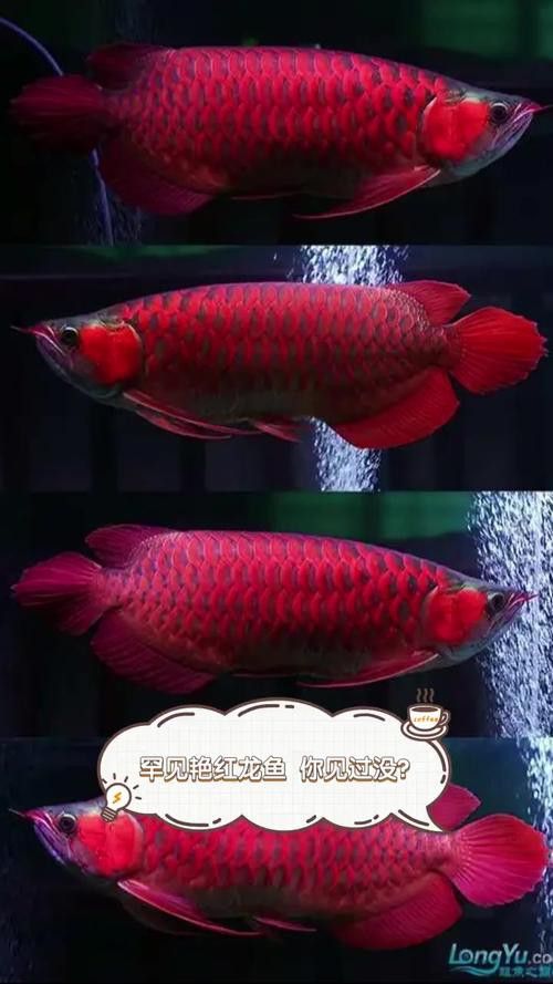 哪里可以找到高清紅龍魚壁紙？