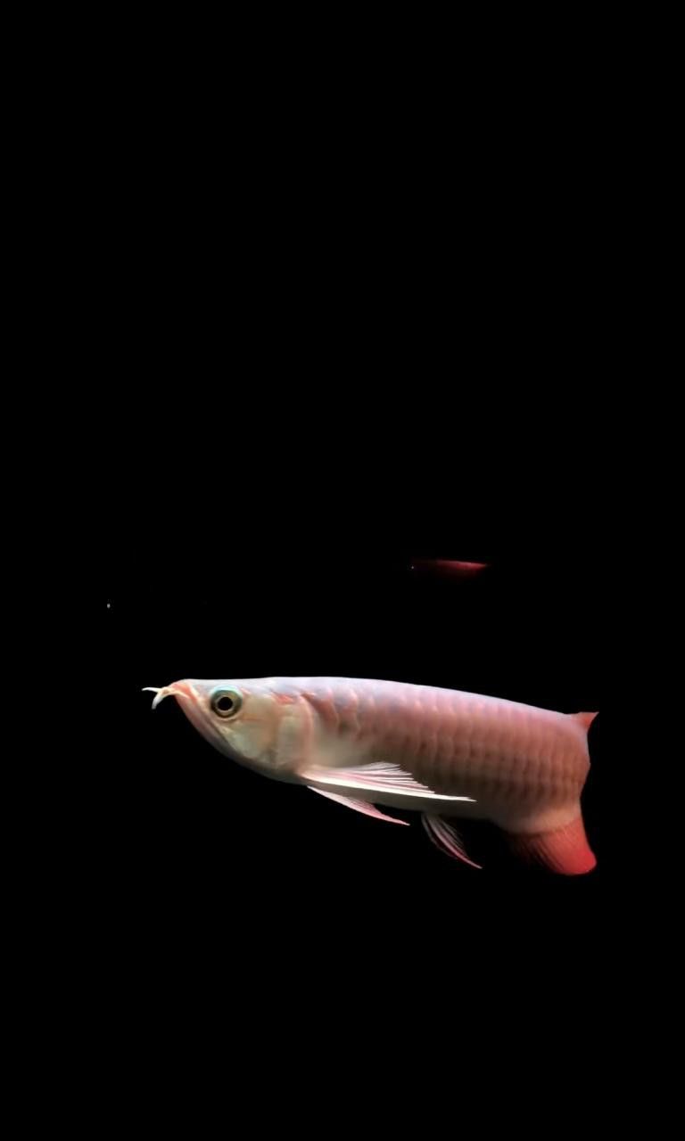 哪里可以找到高清紅龍魚壁紙？