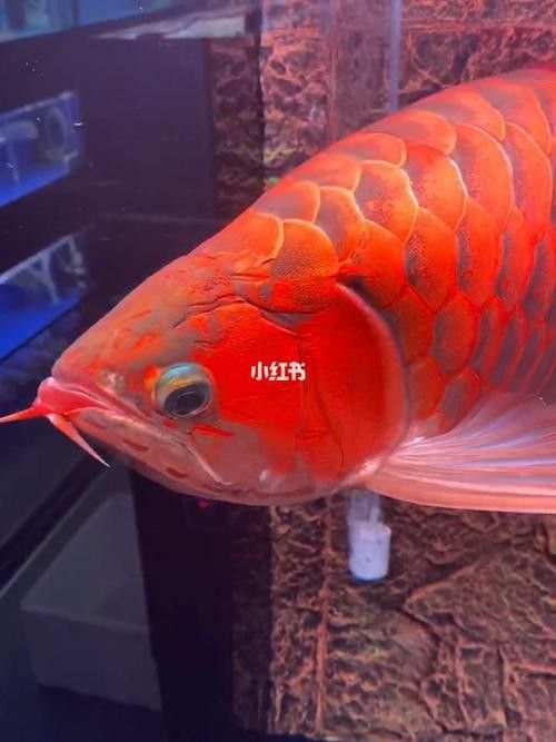 哪里可以找到高清紅龍魚壁紙？