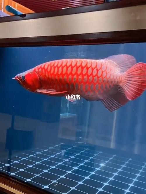 哪里可以找到高清紅龍魚壁紙？