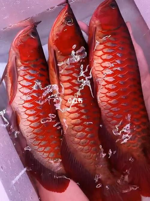 哪里可以找到高清紅龍魚壁紙？