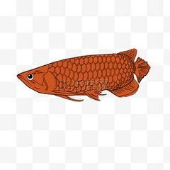 哪里可以找到高清紅龍魚壁紙？