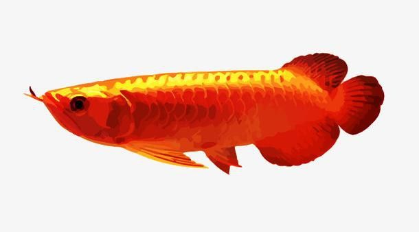 哪里可以找到高清紅龍魚壁紙？
