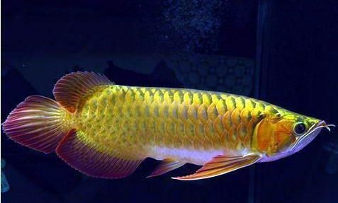 過背金龍魚的上色過程（過背金龍魚上色原理過背金龍魚上色原理過背金龍魚上色原理分析）