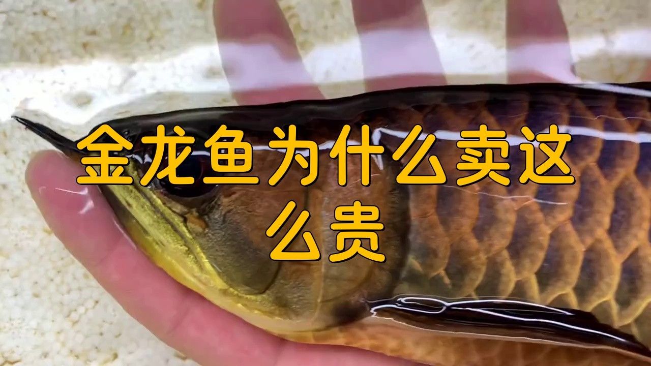 金龍魚憑什么那么貴呢