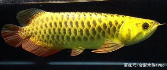 龍魚的發色過程是一個綜合性的過程，需要綜合考慮多個因素：紅龍魚的發色過程是一個復雜的過程，涉及到多個因素
